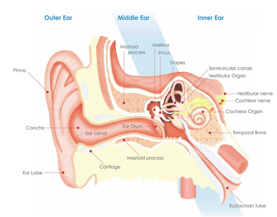 Tanzania Medical Services - Meniere's disease is an inner-ear disorder that  can induce vertigo, a form of dizziness that makes you feel like you're  spinning. It may also induce ringing in the
